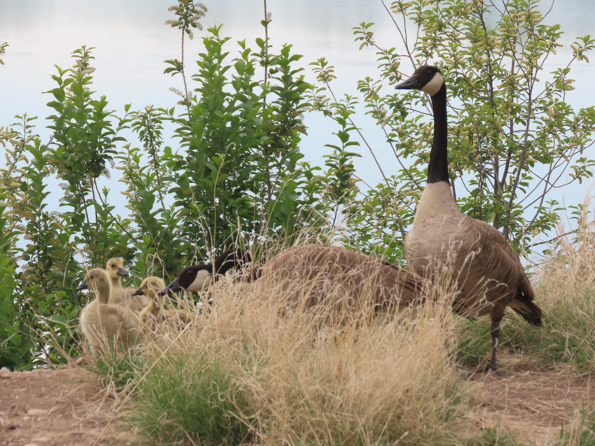 Canada Goose - ML619339349