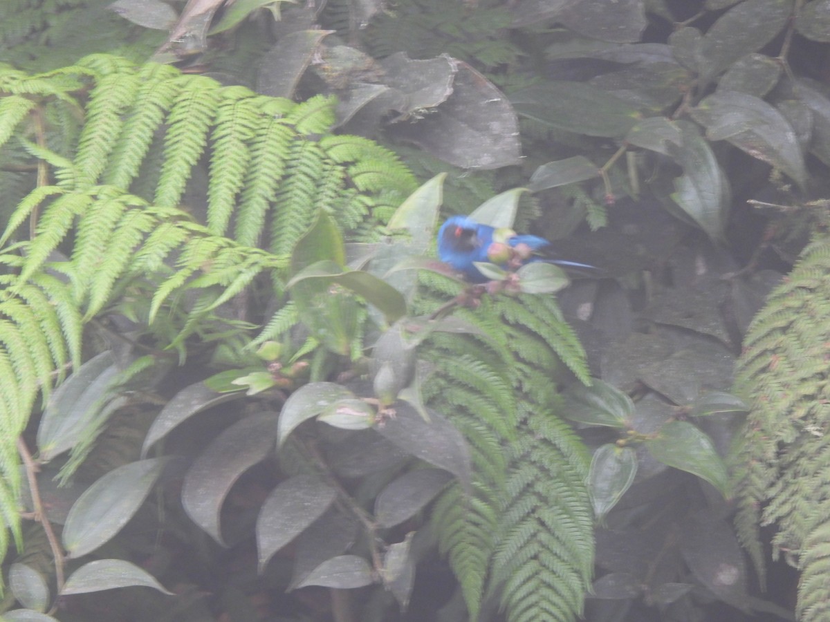 Masked Flowerpiercer - Wilson Ortega