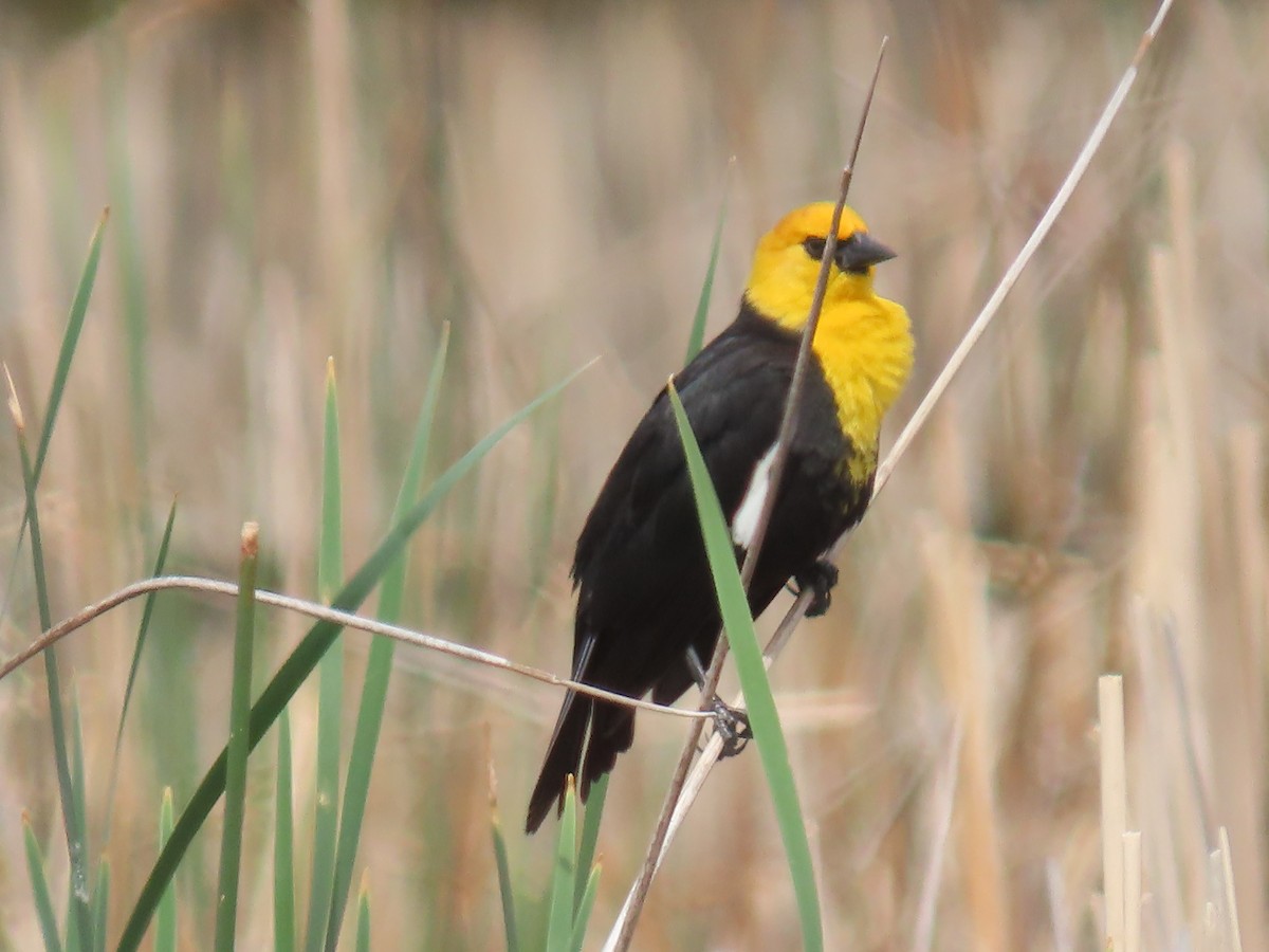 Yellow-headed Blackbird - ML619339372