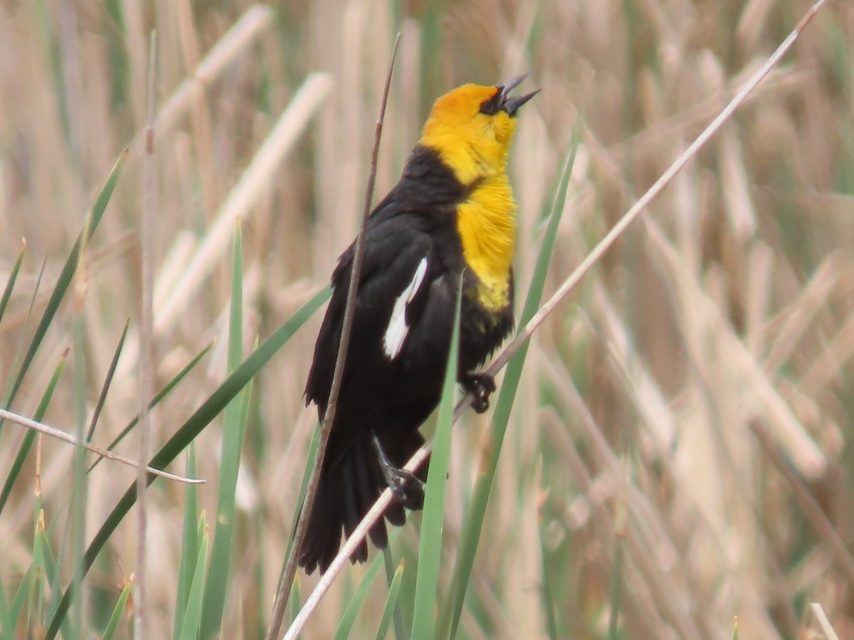 Yellow-headed Blackbird - ML619339374