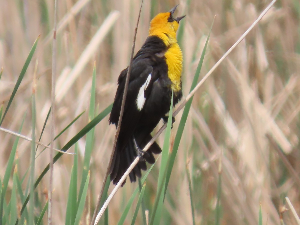 Yellow-headed Blackbird - ML619339381