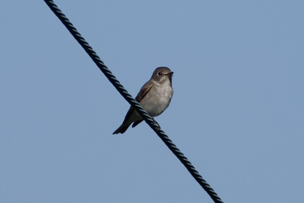 Asian Brown Flycatcher - Fran Kim