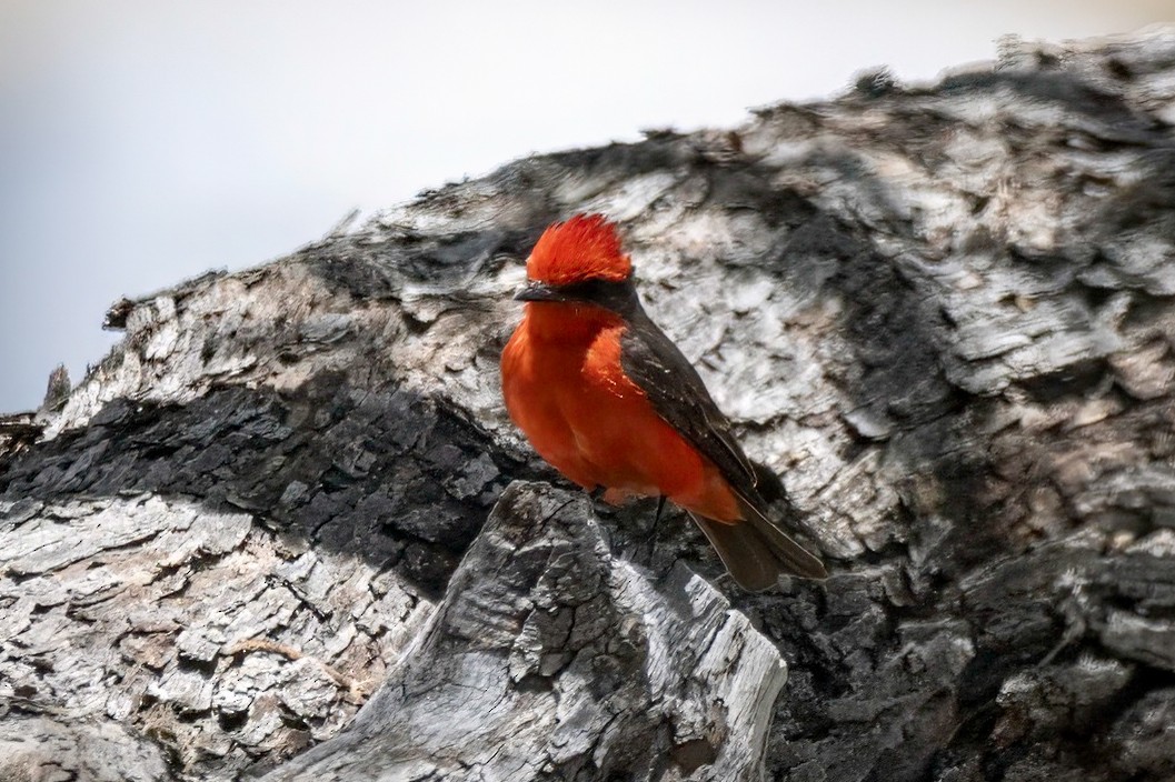 Vermilion Flycatcher - ML619339398