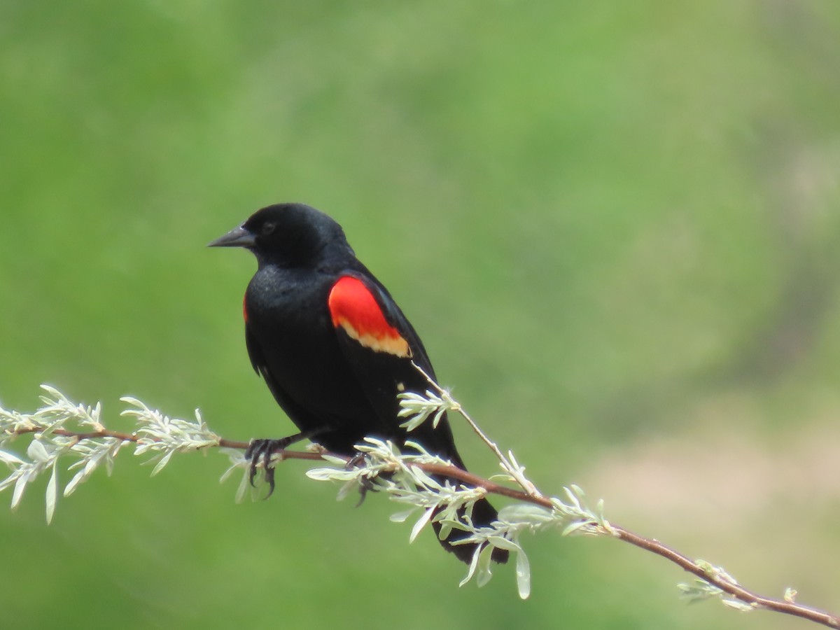 Red-winged Blackbird - Katherine Holland