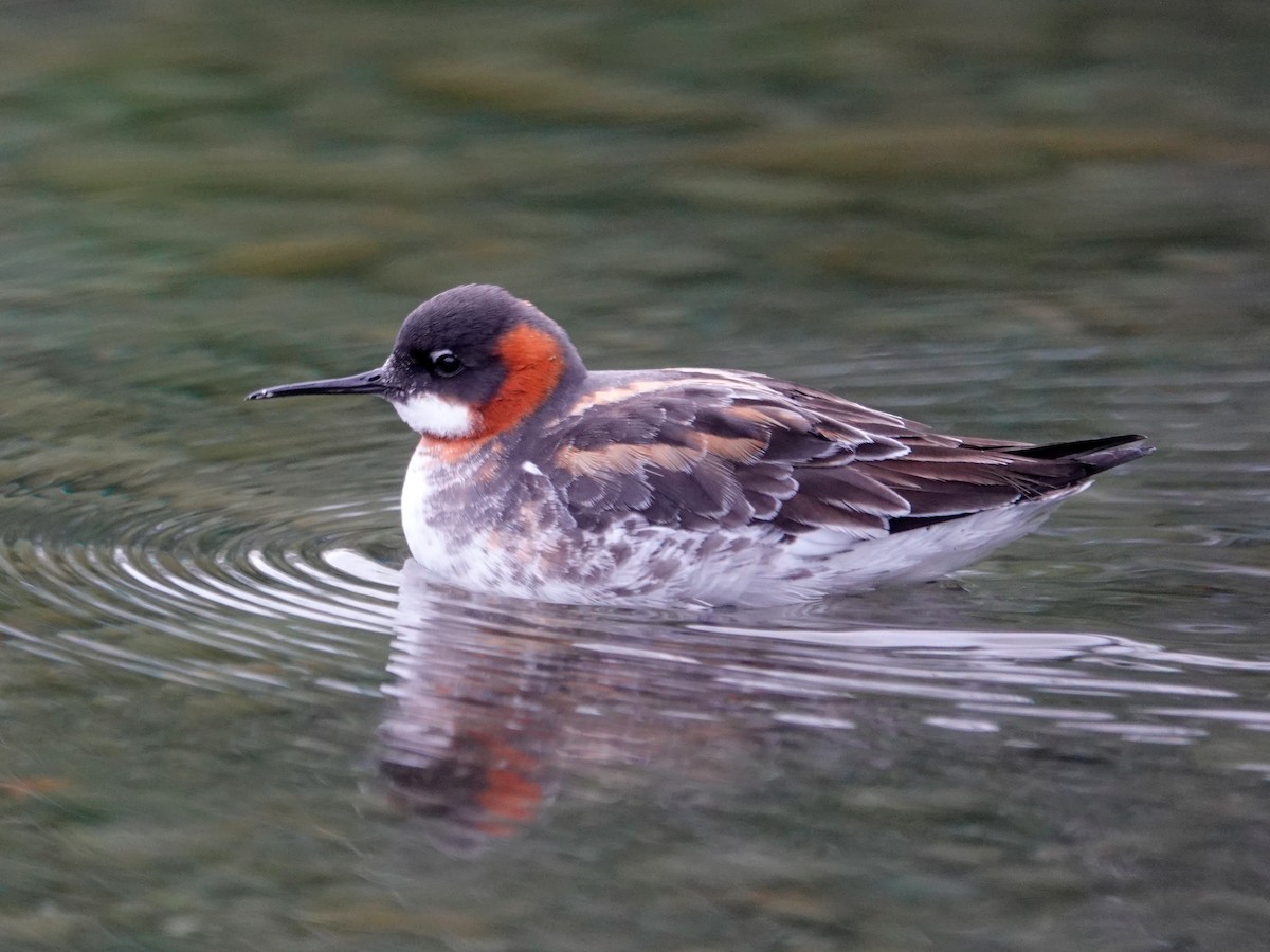 Red-necked Phalarope - Lindsey Schromen-Wawrin