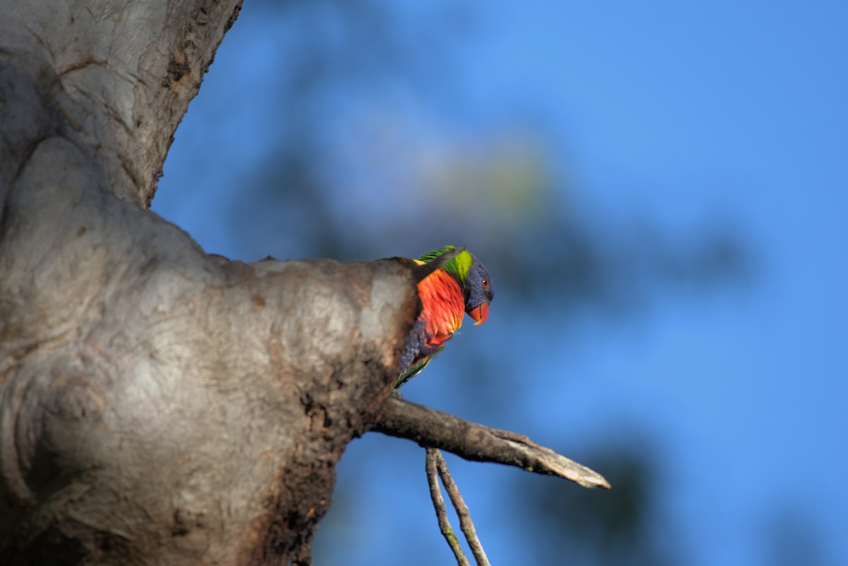 Rainbow Lorikeet - Brooke Lindemann