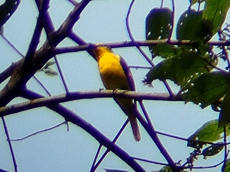 Scarlet Minivet - Lars Mannzen