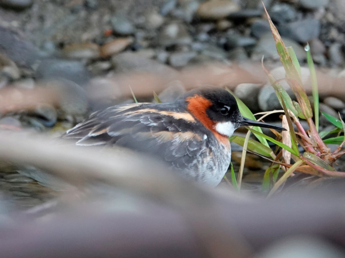 Red-necked Phalarope - ML619339474