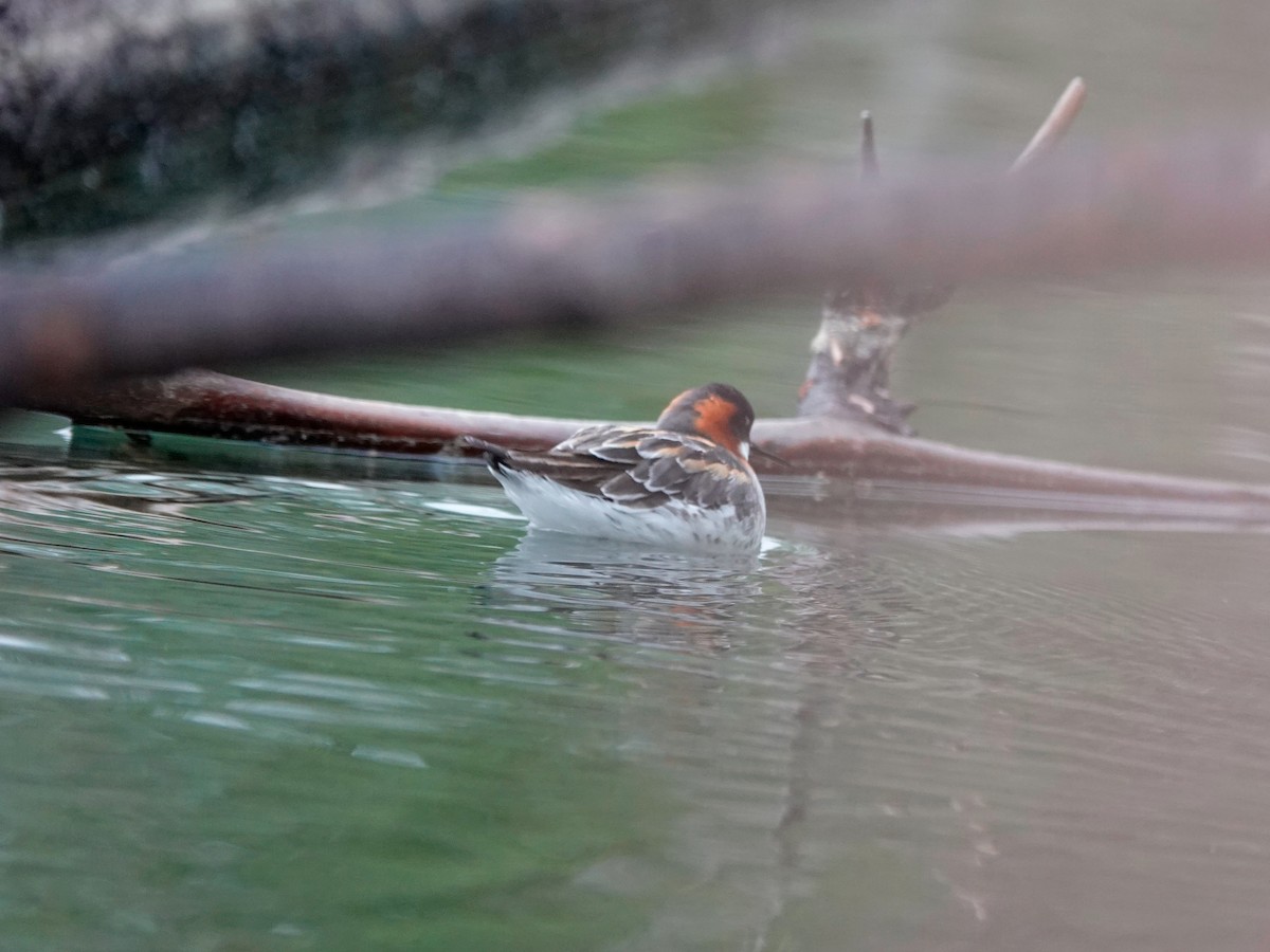 Red-necked Phalarope - Lindsey Schromen-Wawrin