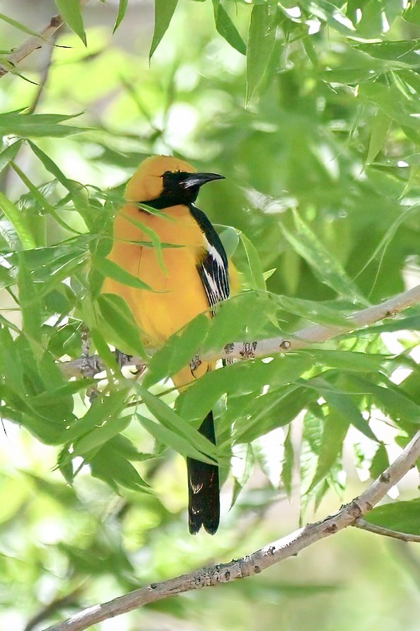 Hooded Oriole - LAURA FRAZIER