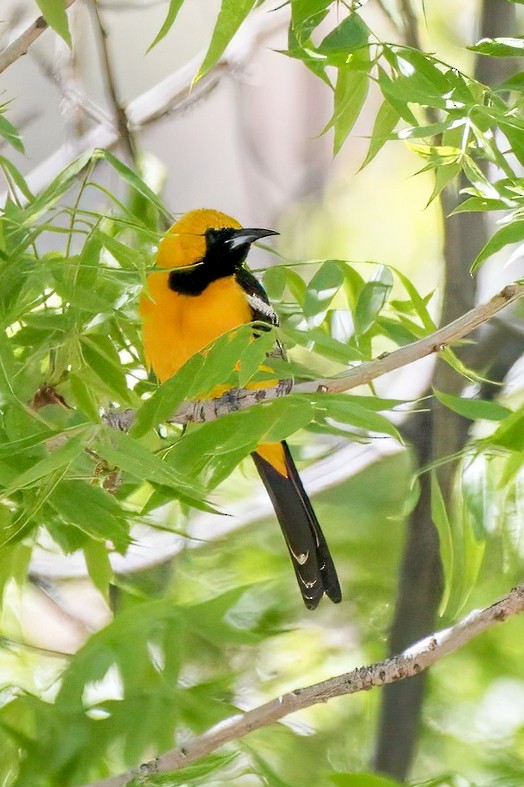 Hooded Oriole - LAURA FRAZIER