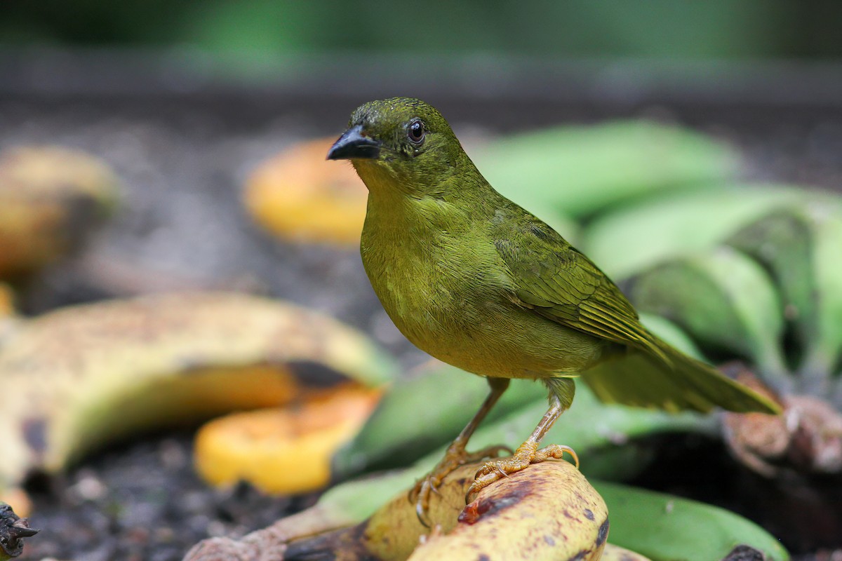Olive-green Tanager - Per Smith