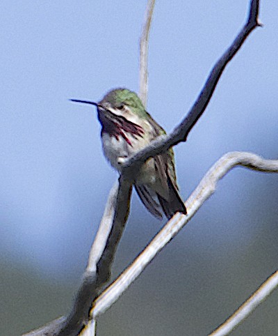 Calliope Hummingbird - Dave Trochlell