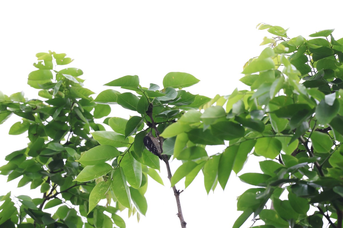 Gray-capped Pygmy Woodpecker - TingYun Fang