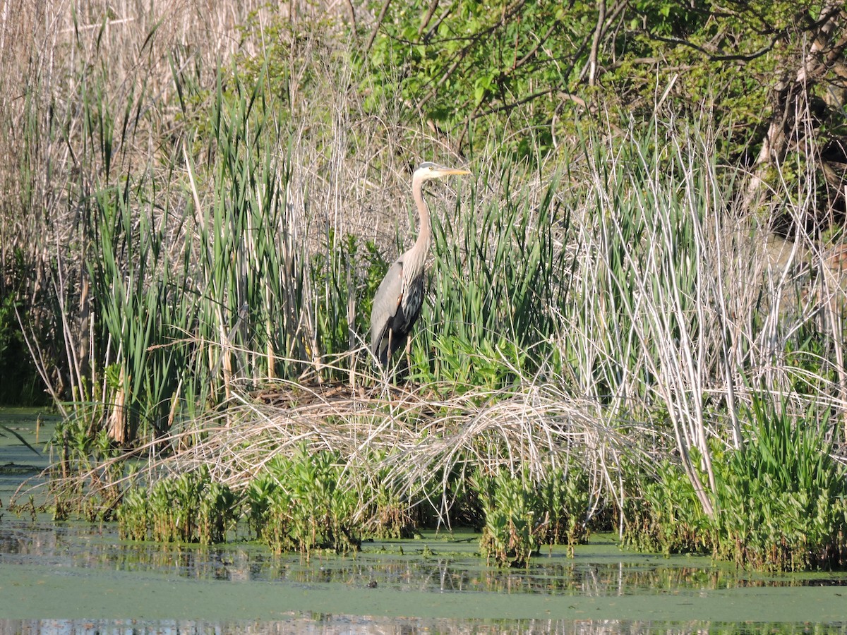 Great Blue Heron - Mike Norton