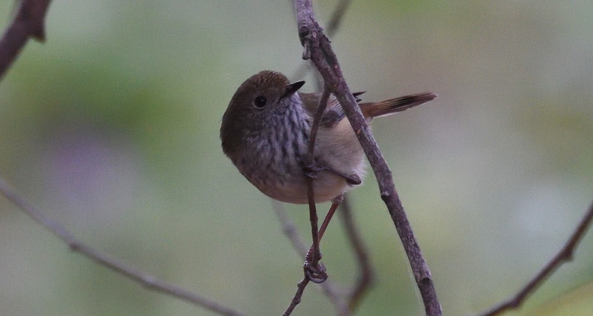 Brown Thornbill - Alf forbes