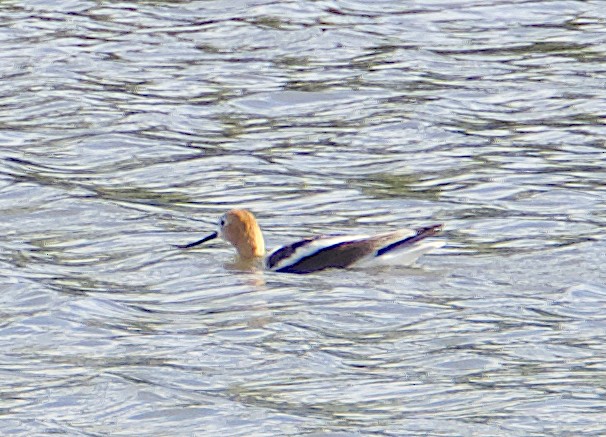 American Avocet - Dave Trochlell