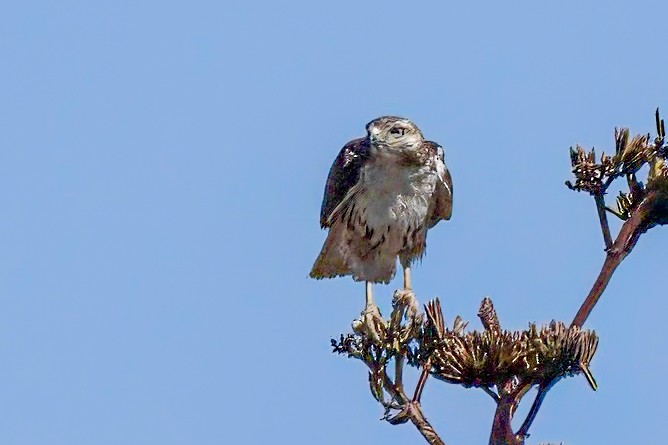 Red-tailed Hawk - LAURA FRAZIER
