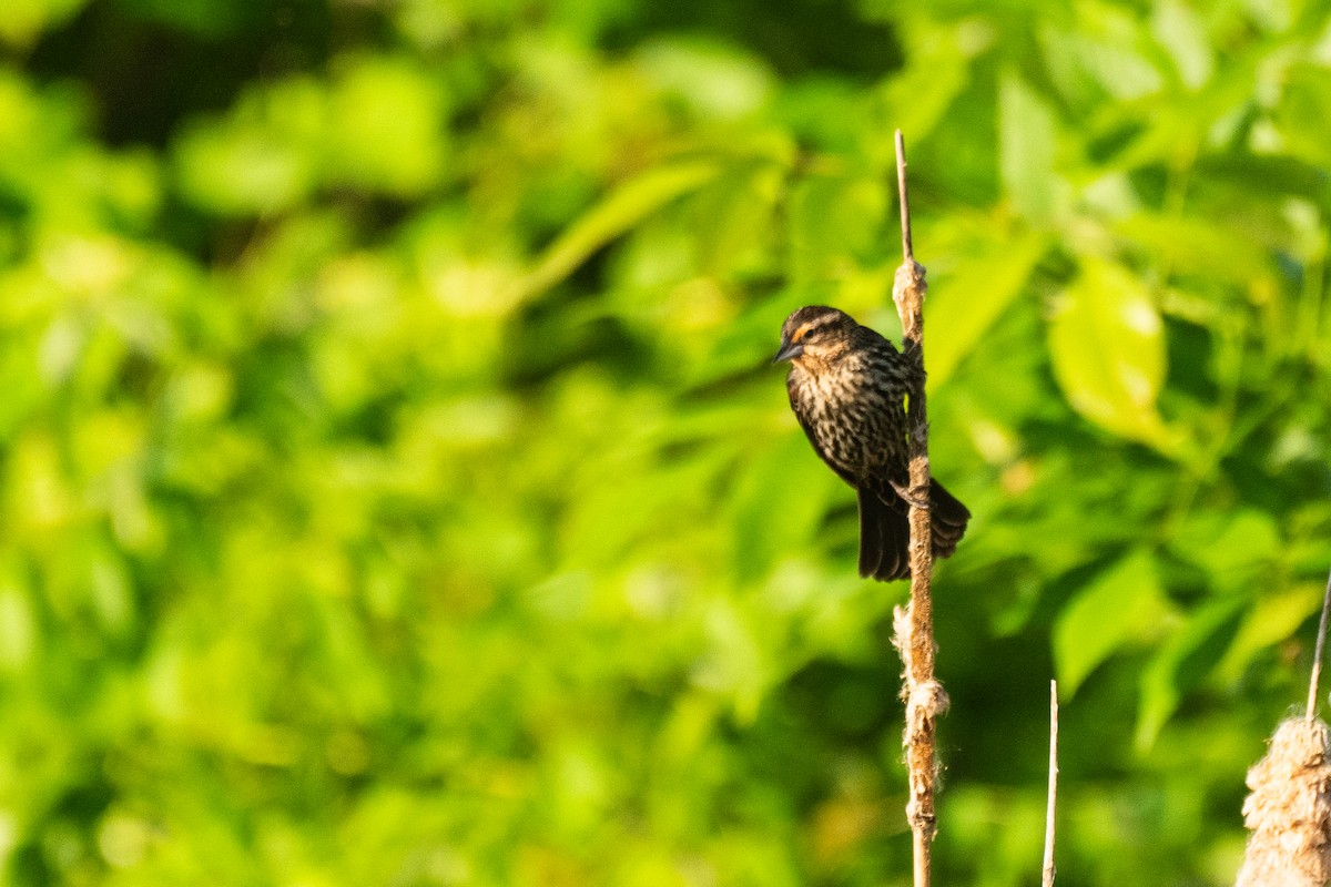 Red-winged Blackbird - John Mann