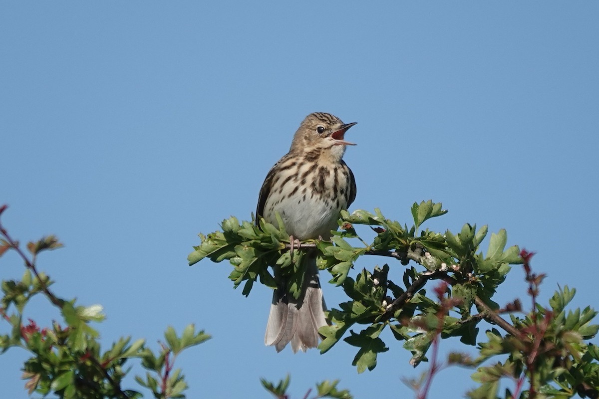 Tree Pipit - Roly Pitts