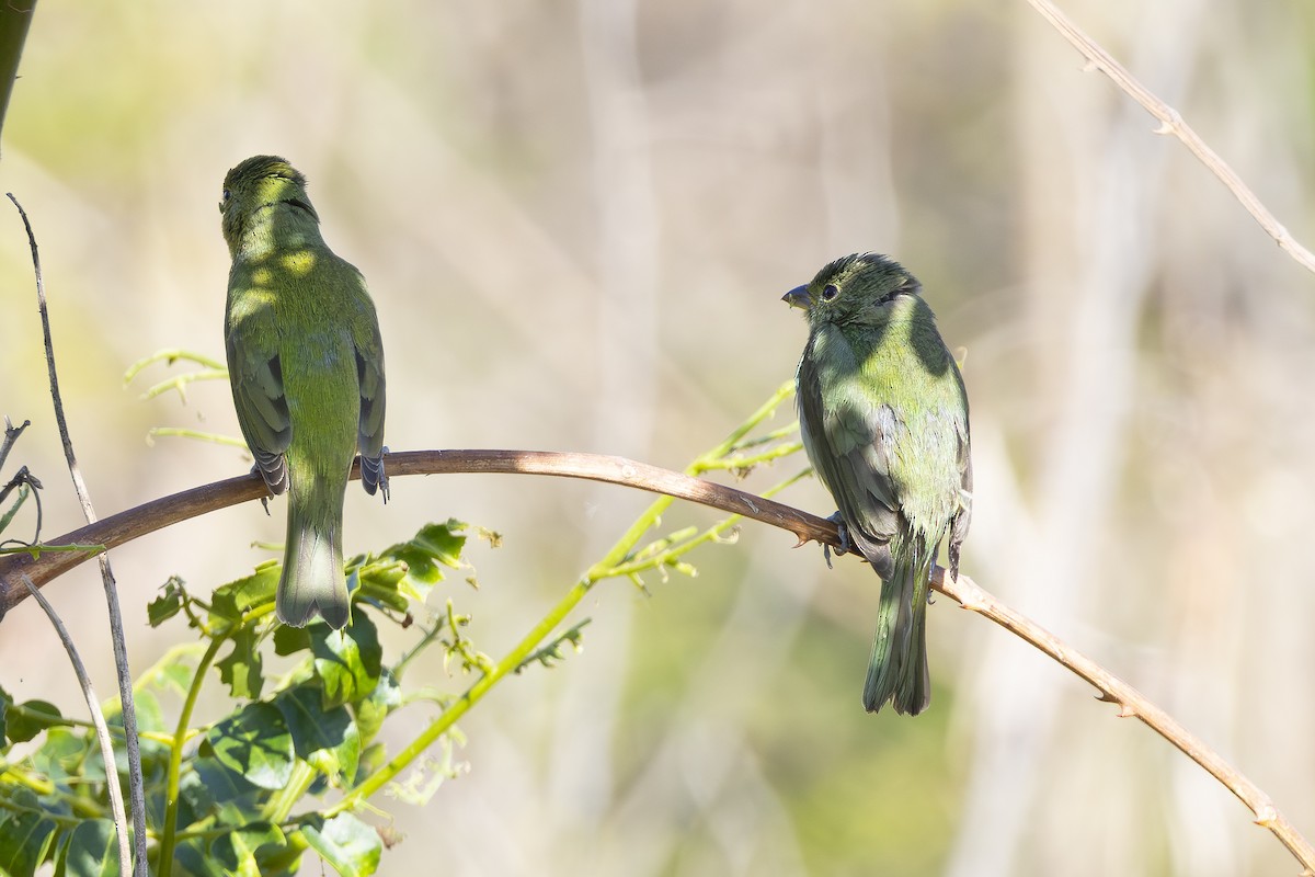 Painted Bunting - ML619339615