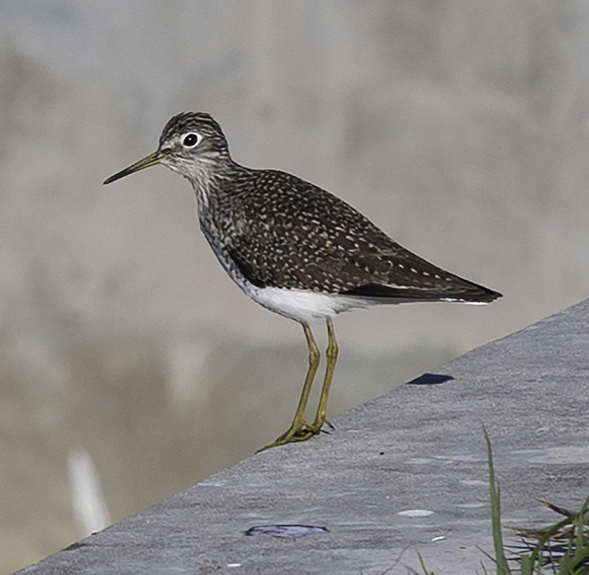 Solitary Sandpiper - David Muth