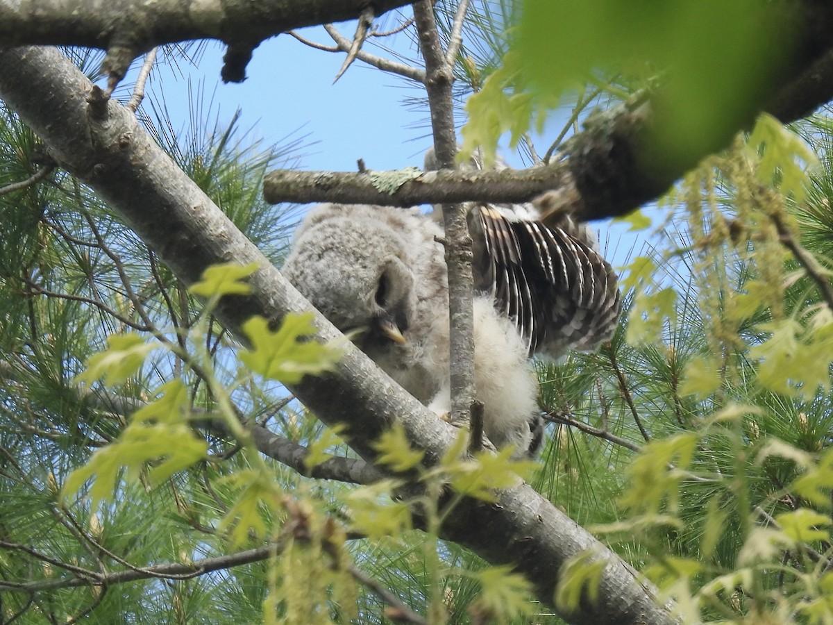 Barred Owl - ML619339629