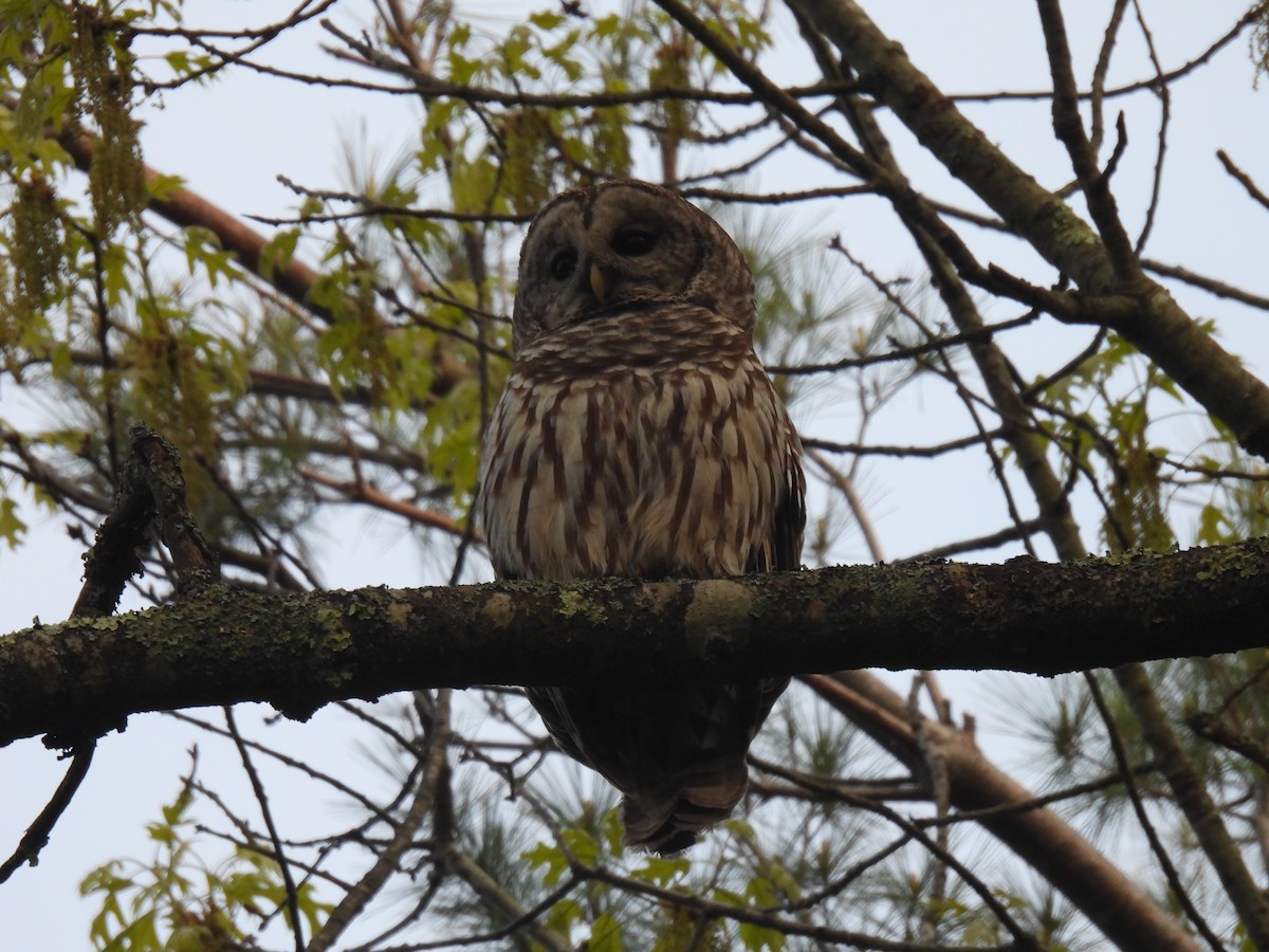 Barred Owl - ML619339632
