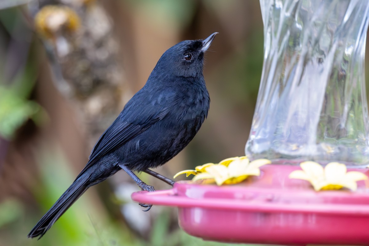 Black Flowerpiercer - Lutz Duerselen