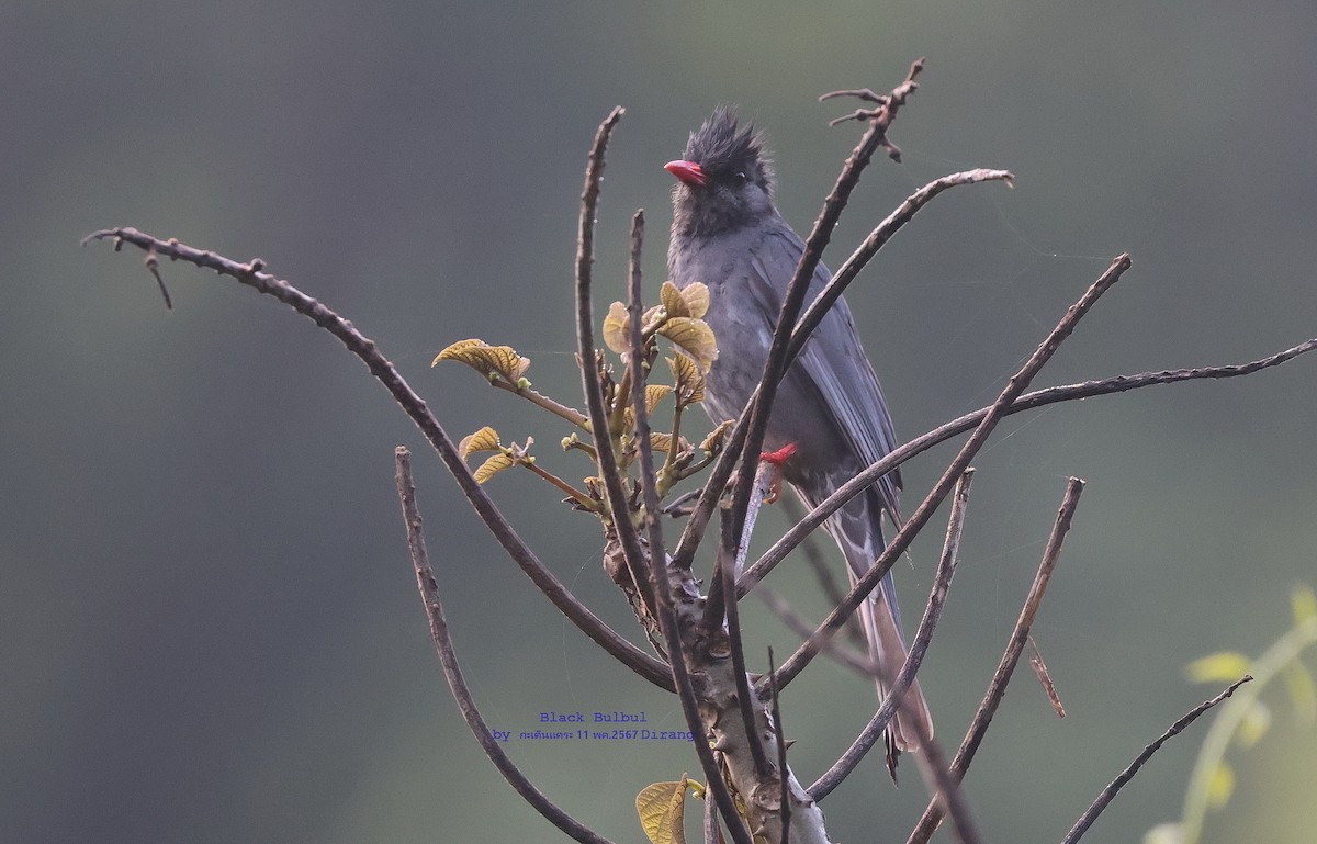 Black Bulbul - Argrit Boonsanguan