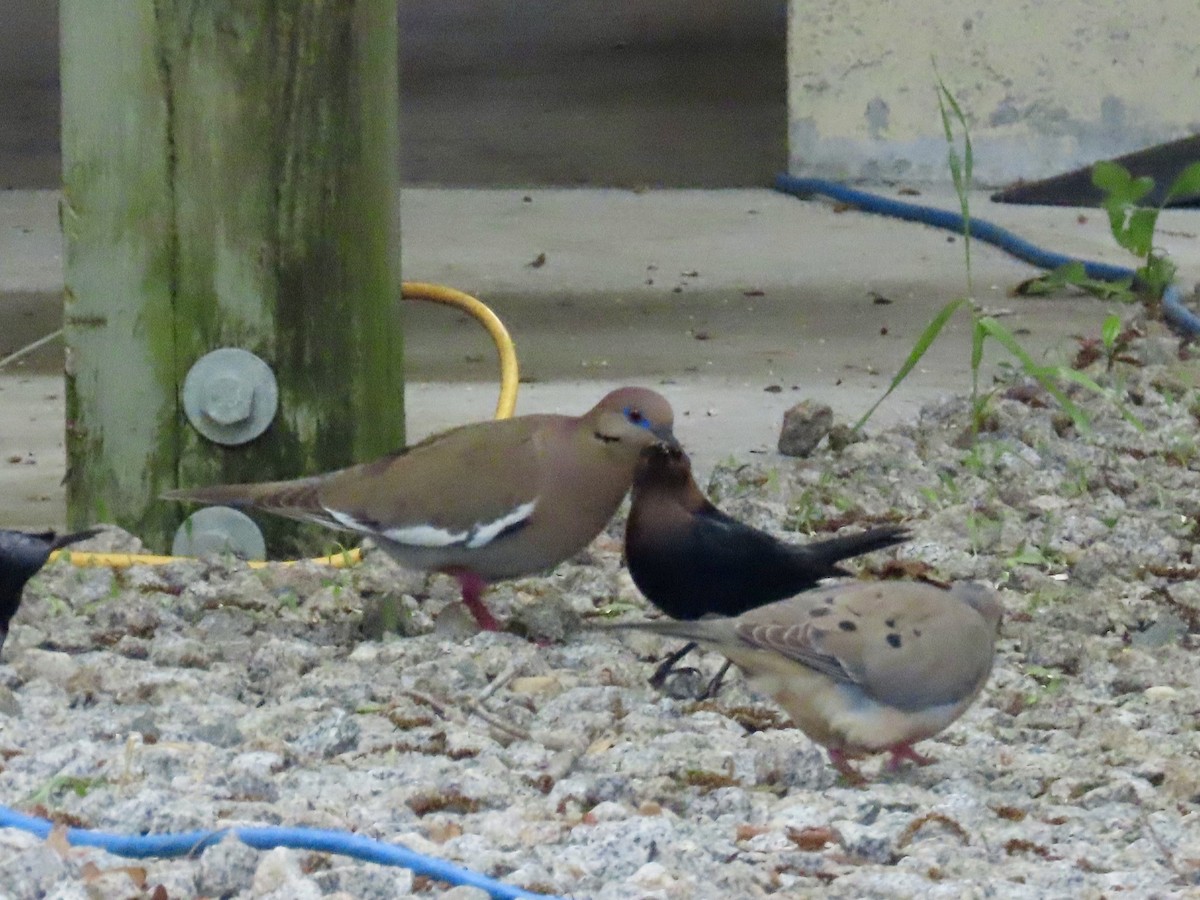 White-winged Dove - Craig Watson