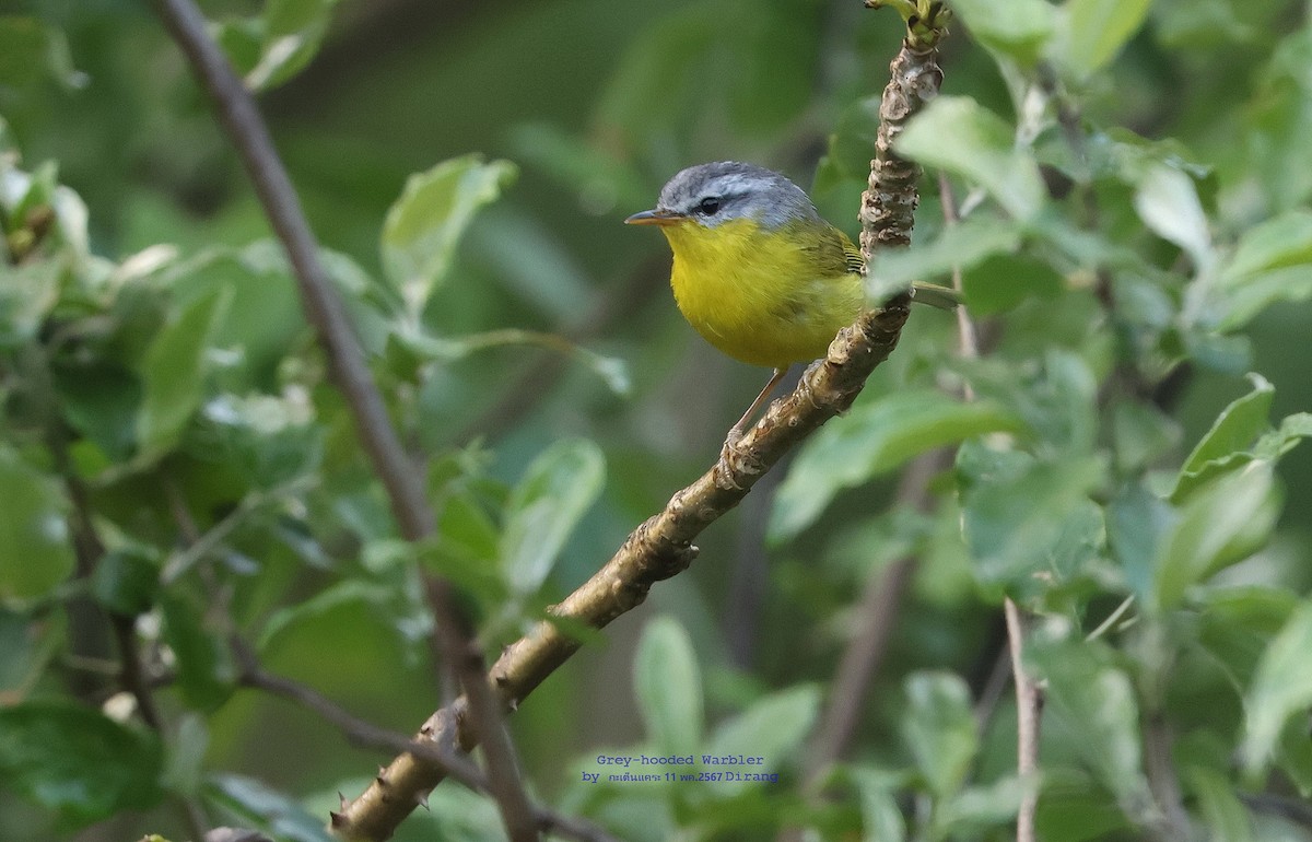 Gray-hooded Warbler - Argrit Boonsanguan