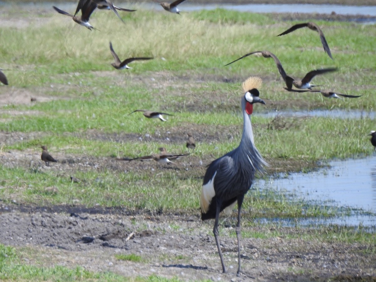 Gray Crowned-Crane - Alastair Newton