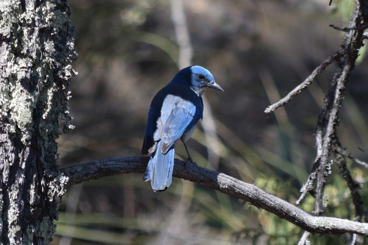 Mexican Jay - ML619339685