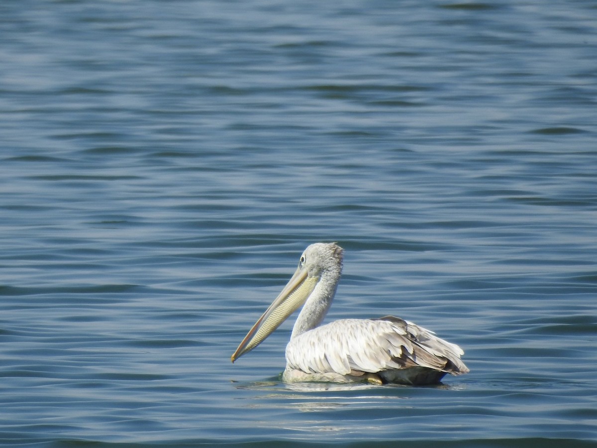 Pink-backed Pelican - Alastair Newton