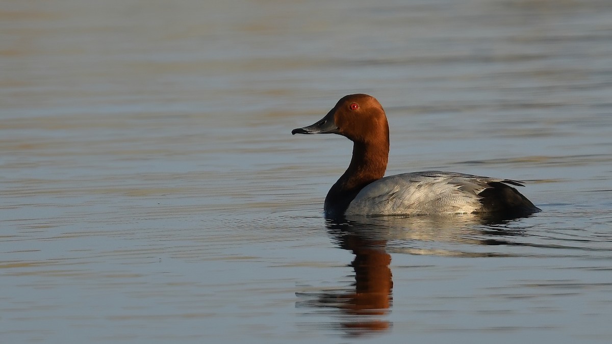 Common Pochard - Ergün Cengiz