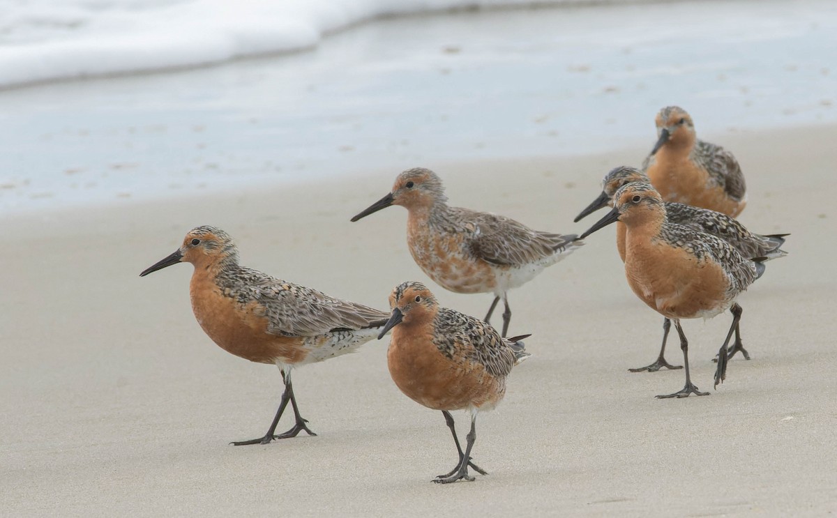 Red Knot - ML619339702