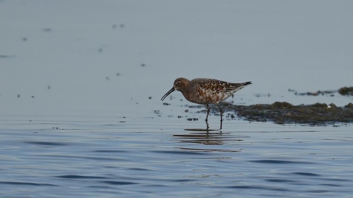 Curlew Sandpiper - Ergün Cengiz