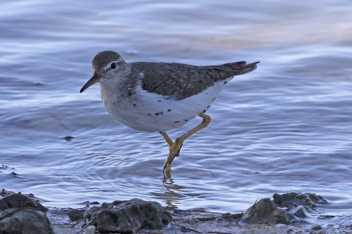 Spotted Sandpiper - Edith Auchter