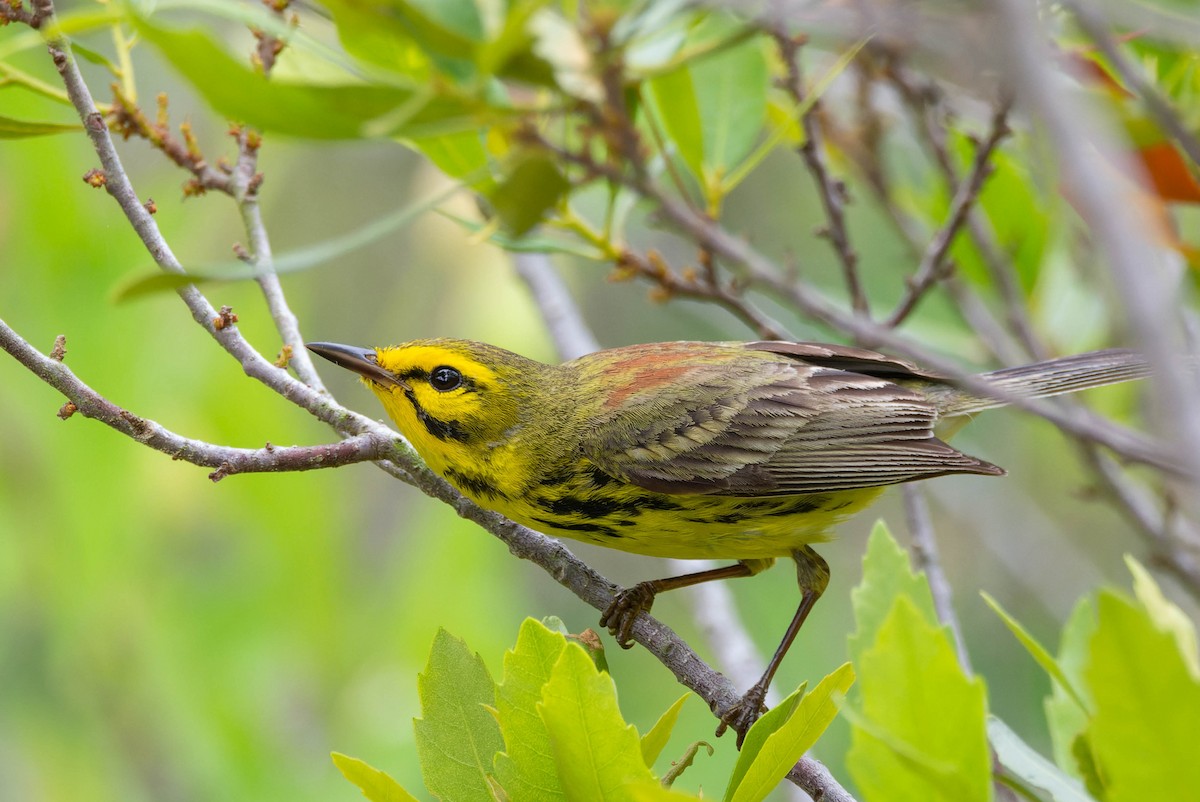 Prairie Warbler - ML619339723