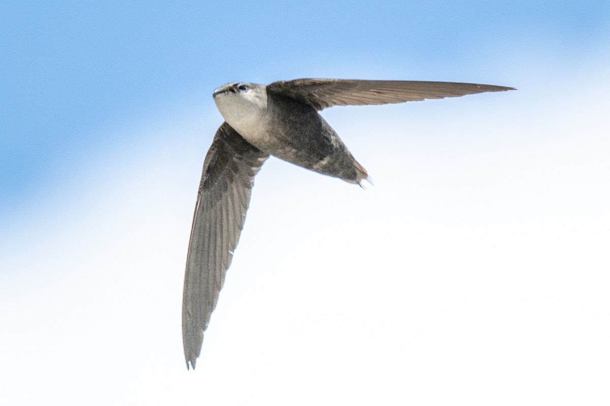 Chimney Swift - James Hoagland