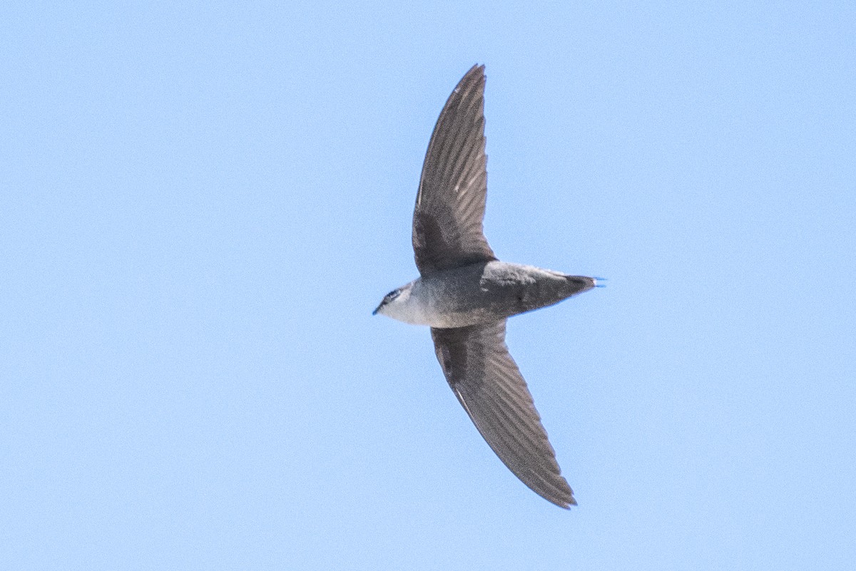 Chimney Swift - James Hoagland