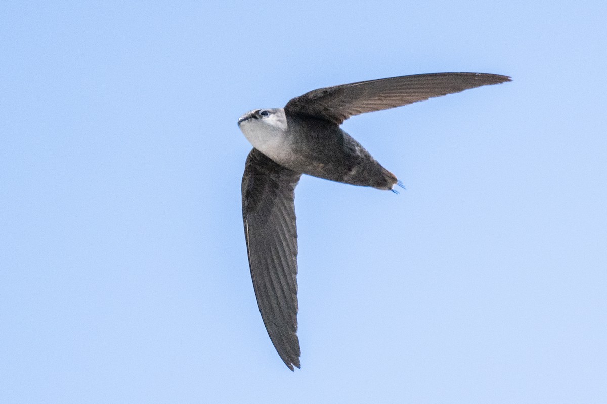 Chimney Swift - James Hoagland