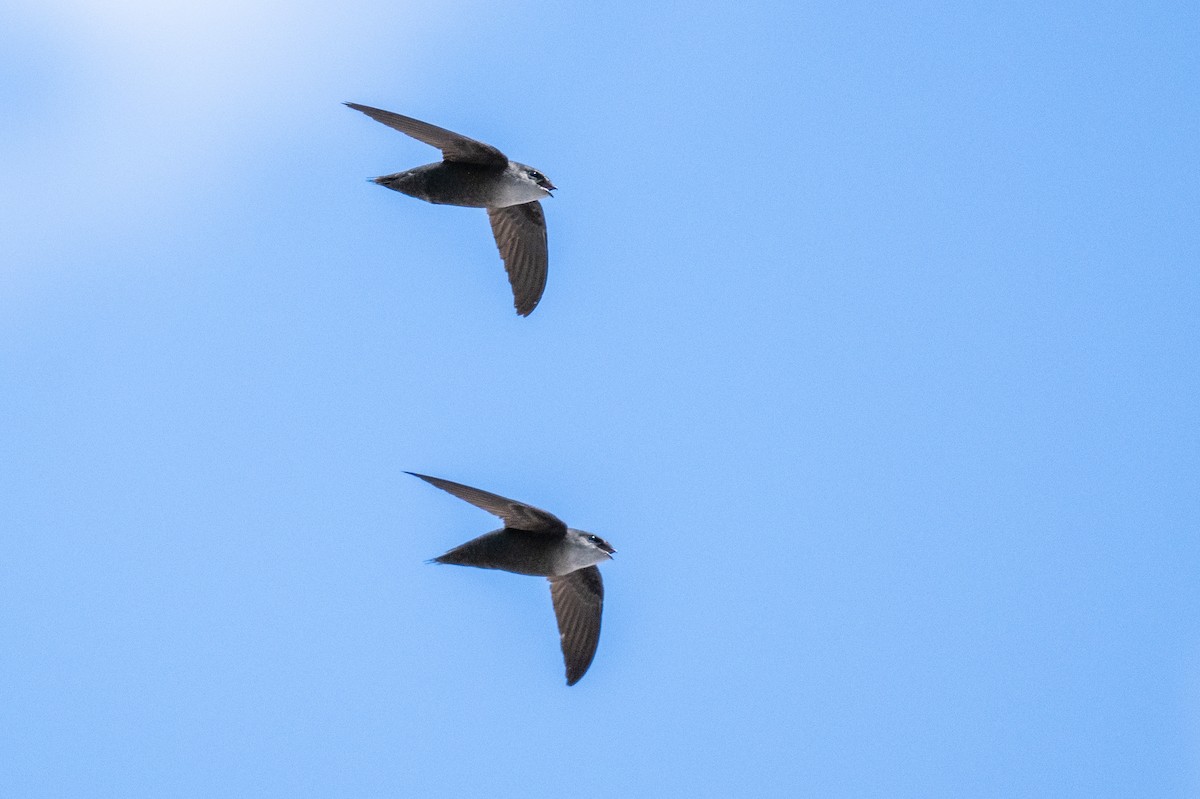 Chimney Swift - James Hoagland