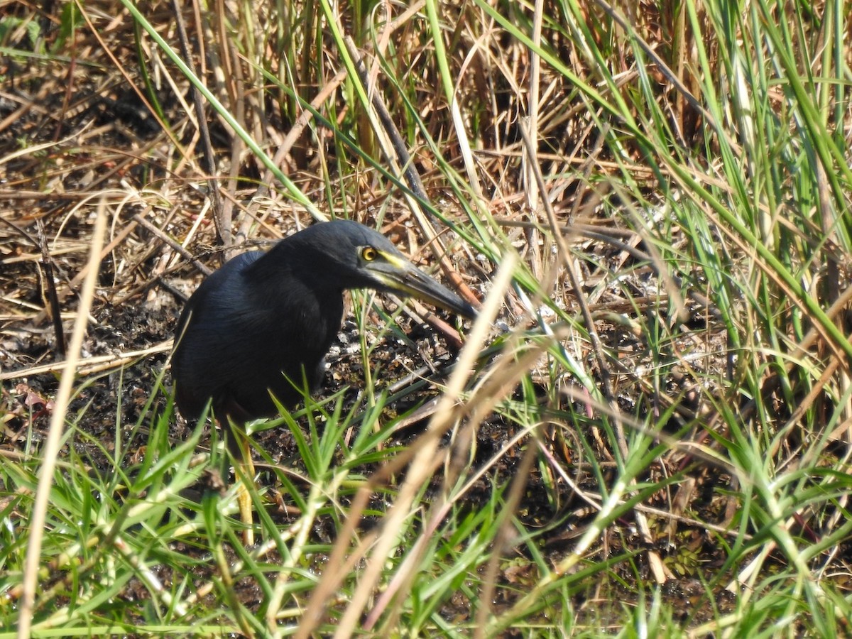 Slaty Egret - ML619339737