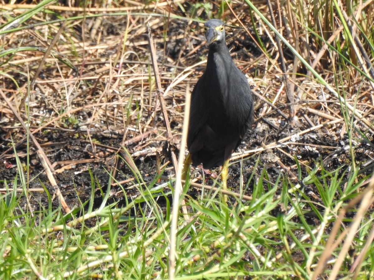 Slaty Egret - Alastair Newton