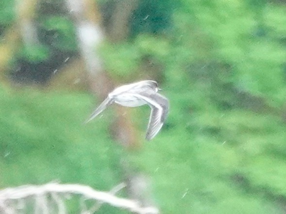 Phalarope à bec étroit - ML619339744