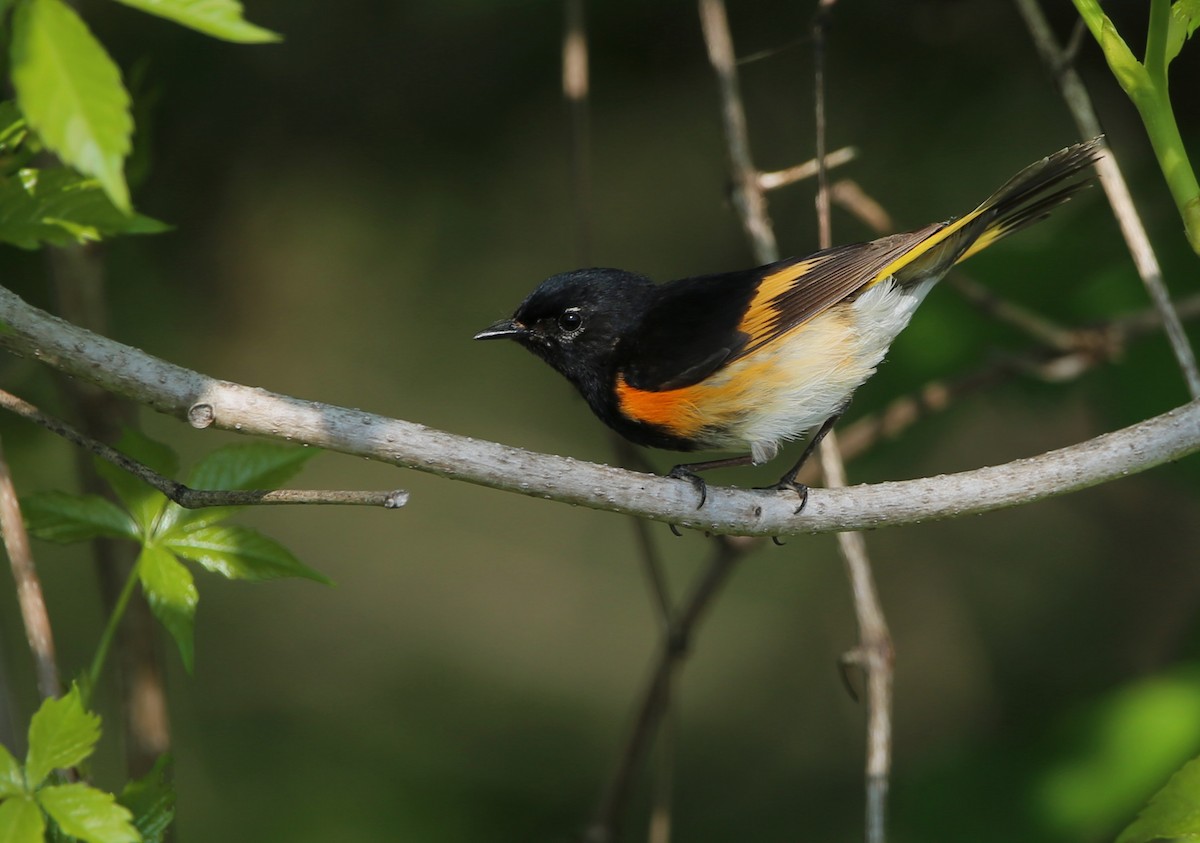 American Redstart - Yves Dugré