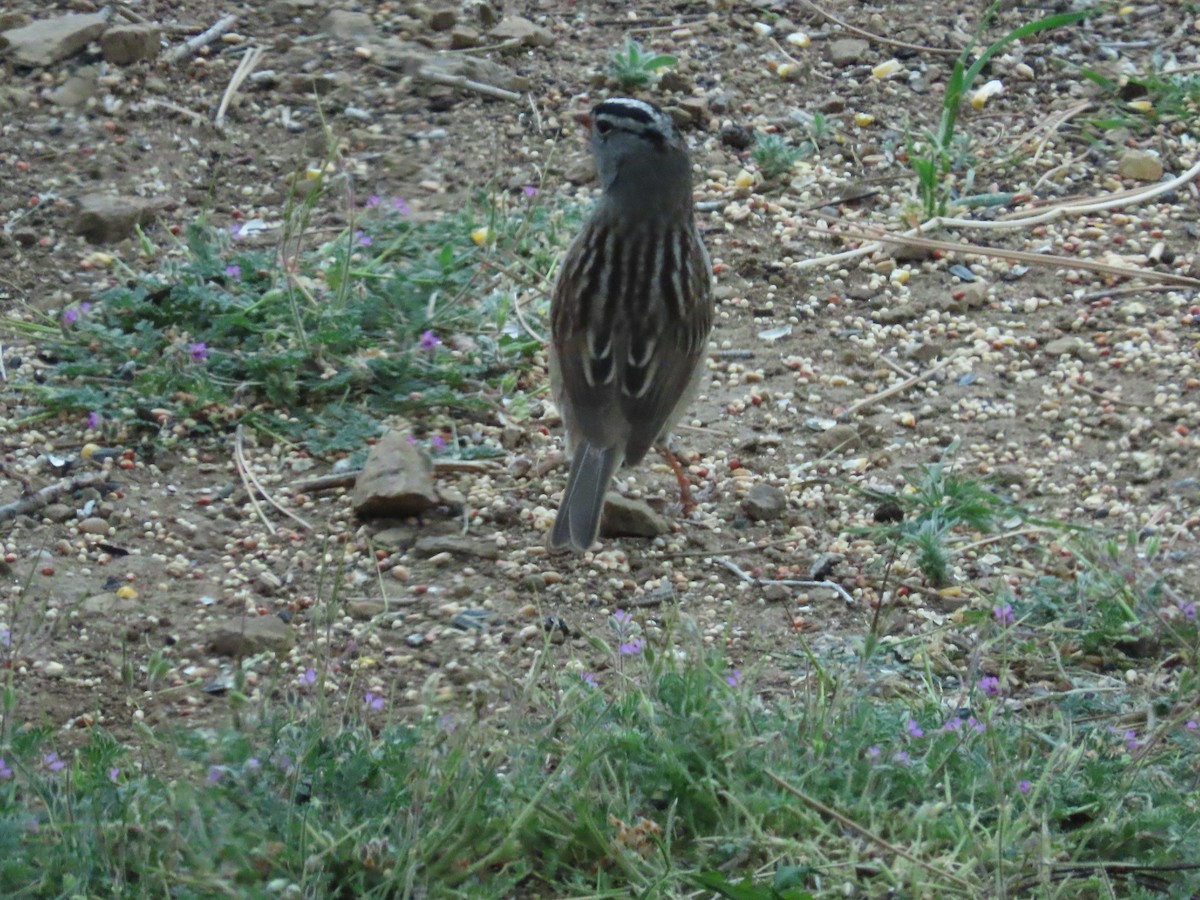 White-crowned Sparrow - Tom Curtis