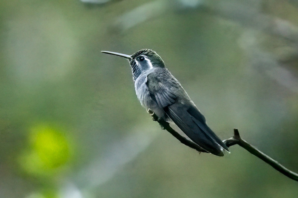 Blue-throated Mountain-gem - LAURA FRAZIER